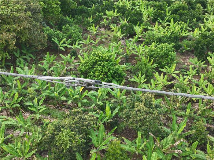 Giải pháp sử dụng Guyrip xử lý tạm thời sự cố đứt dây cáp quang chống sét OPGW trên lưới điện truyền tải