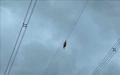 Truyền tải điện Quảng Nam hoàn thành việc sửa chữa dây chống sét cáp quang đường dây 500kV Thạnh Mỹ - Pleiku 2